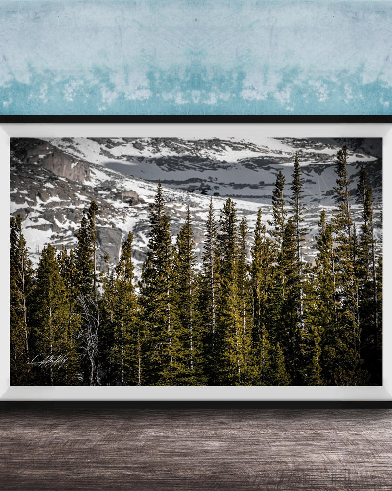 A framed photograph of a snowy mountain landscape with a dense forest of evergreen trees in the foreground.