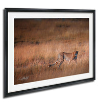 A cheetah is captured in motion, running through a field of tall grass.