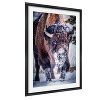 A close-up photograph of a bison standing in the snow, with its head and horns prominently featured.