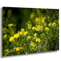 A vibrant field of yellow flowers with green foliage, creating a lush and natural scene.