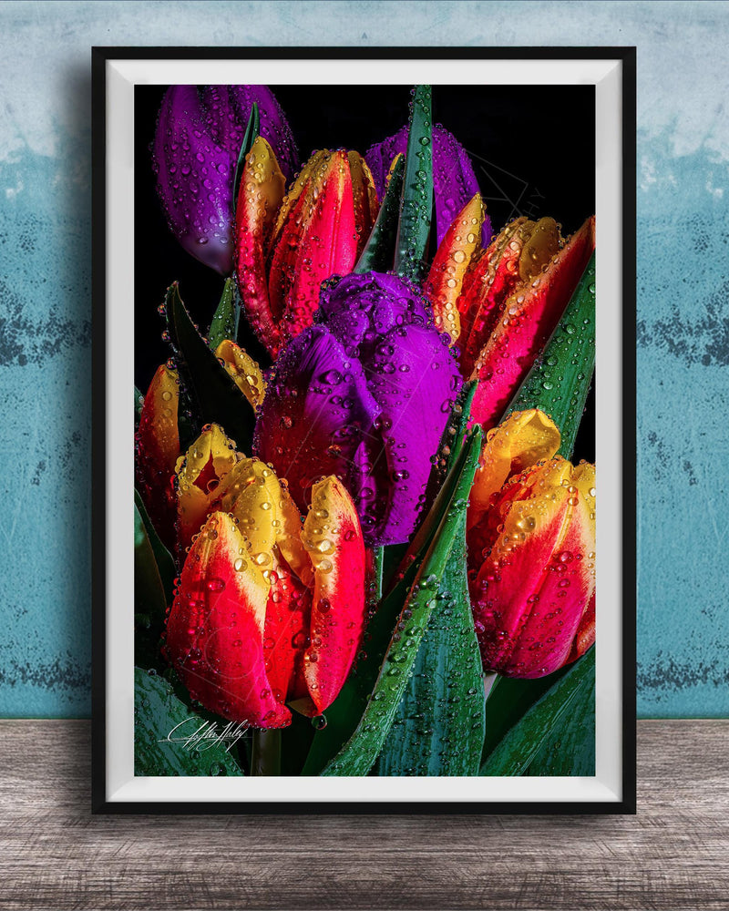 A framed photograph of a vibrant bouquet of tulips with dew drops on their petals, set against a dark background.