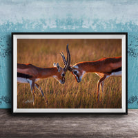 Two gazelles standing in a field, facing each other with their heads lowered, in a natural setting.