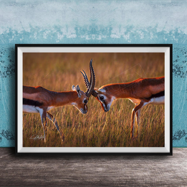 Two gazelles standing in a field, facing each other with their heads lowered, in a natural setting.