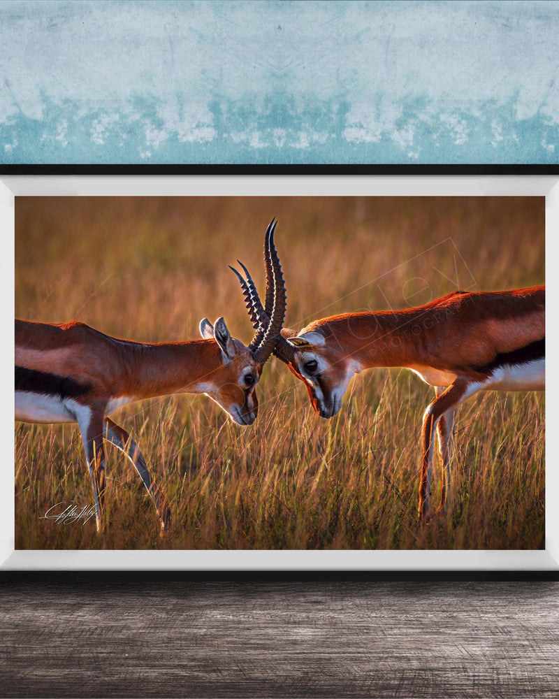 Two gazelles standing in a field, facing each other with their heads lowered, in a natural setting.