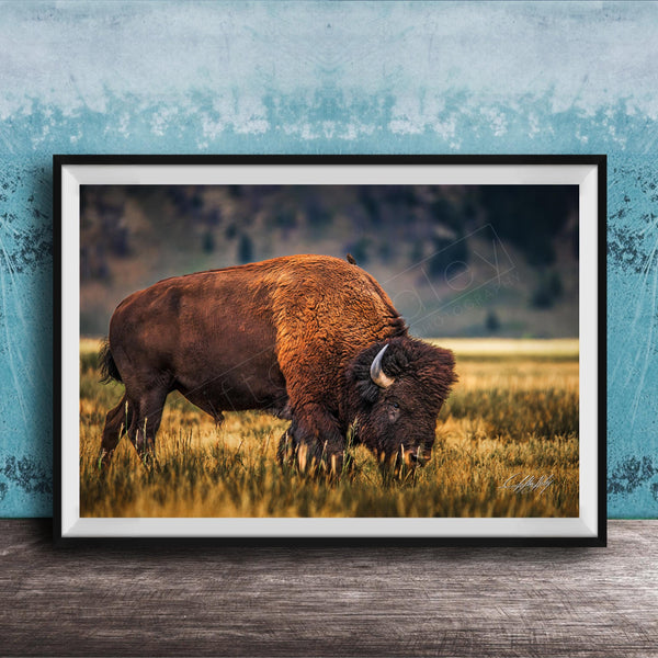 A large brown buffalo grazing in a grassy field against a blue background.