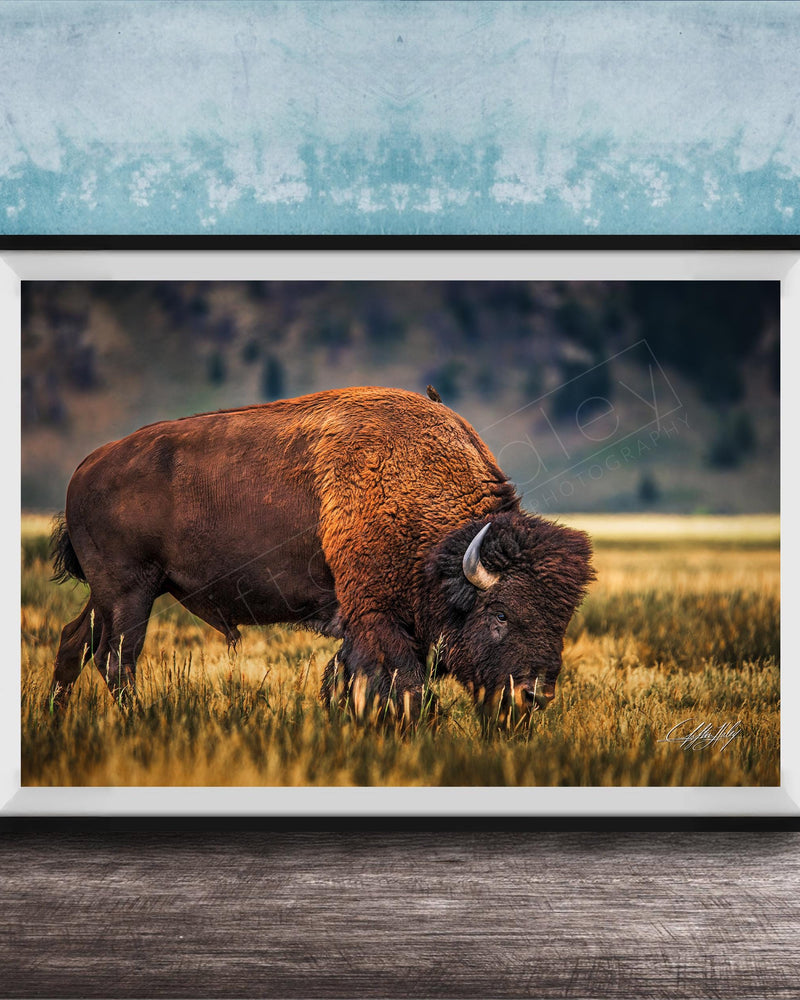 A large brown buffalo grazing in a grassy field against a blue background.