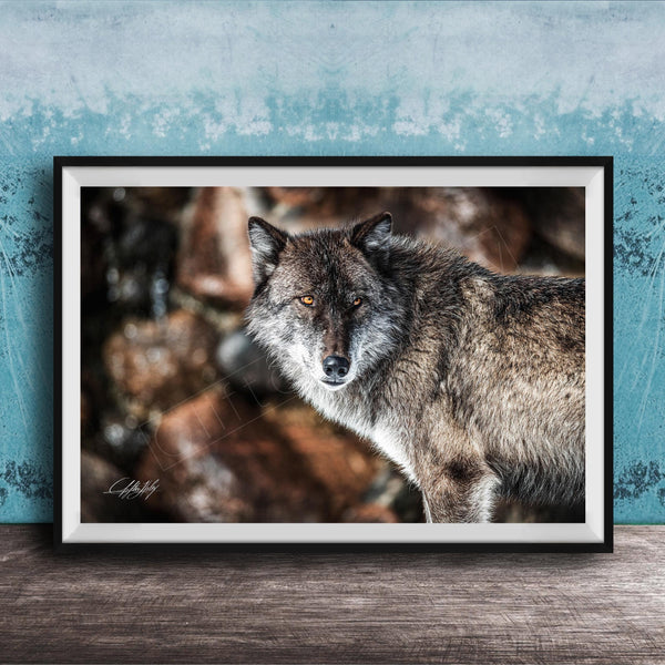 A framed photograph of a wolf standing on a rock, with a blue and white background.