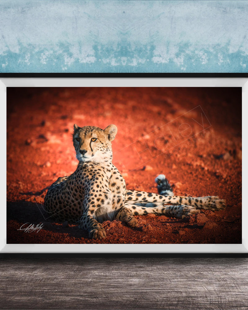A cheetah resting on the ground, with a reddish-brown background.