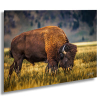 A large brown buffalo grazing in a grassy field with mountains in the background.