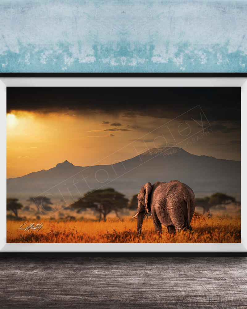 A large elephant stands in a field of tall grass, with a mountain range visible in the background under a dramatic sky.