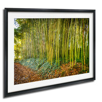 A framed photograph depicting a lush bamboo forest with tall, slender stalks and a carpet of fallen leaves and fallen branches on the ground.
