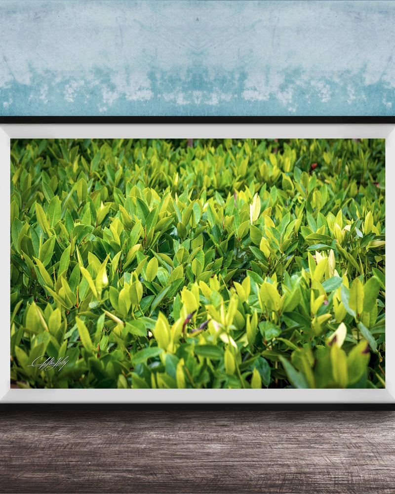 A framed photograph of a lush, green plant or shrubbery is displayed on a wooden surface against a blue wall.