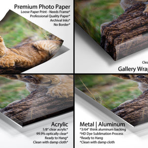 The image is a collage of four photos featuring a young lion cub resting on a tree branch. The photos are labeled as "Premium Photo Paper Loose Paper Print - Professional Quality Paper - Archival Ink - No Border" and "Gallery Wrapped Canvas Metal/Aluminum".