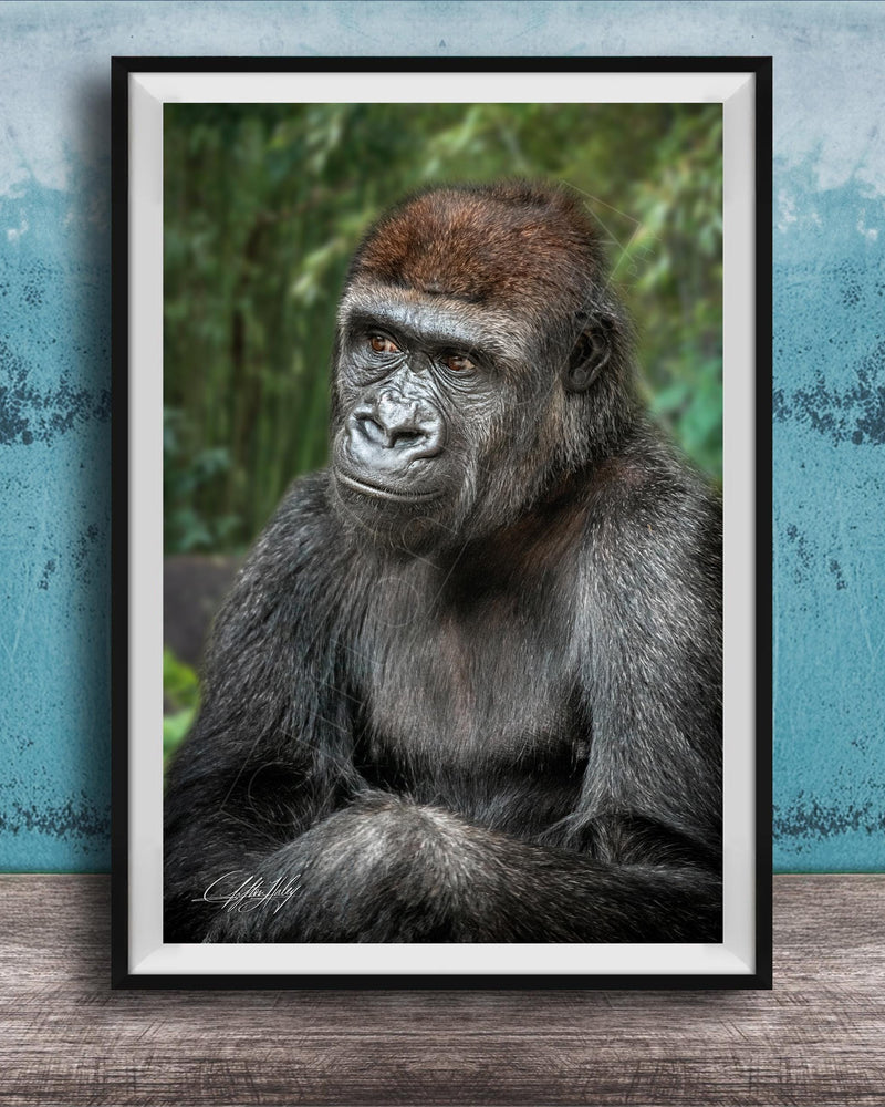 gorilla photography, silverback wall art, uganda jungle print, wildlife fine art, african nature decor, primate photo art, rainforest wall decor, safari home artwork, jungle wildlife print, gorilla portrait art, bwindi forest photo, african wilderness decor, nature lover gift, travel wall art, exotic wildlife image