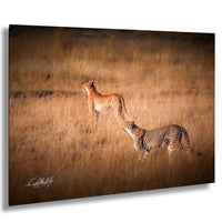 cheetah brothers, Amboseli sunrise, wildlife photography, Kenya safari, Maasai culture, big cats, nature photography, African wilderness, fastest animal, acacia plains, golden savanna, Christian storytelling, faith in nature