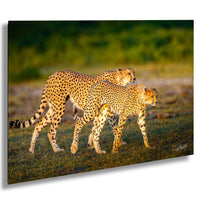 Two cheetahs walking together in a grassy field.