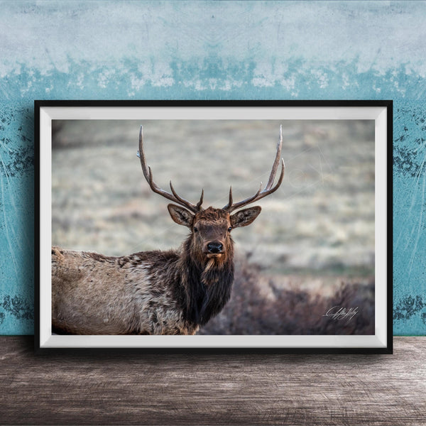 A framed photograph of a majestic elk with large antlers standing in a natural setting.