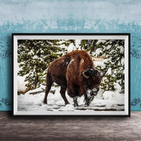 A large brown bison stands in a snowy forest, surrounded by snow-covered trees and a blue wall.