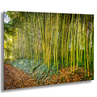 A lush bamboo forest with tall, slender stalks stretching into the distance, surrounded by a carpet of fallen leaves and a dirt path.