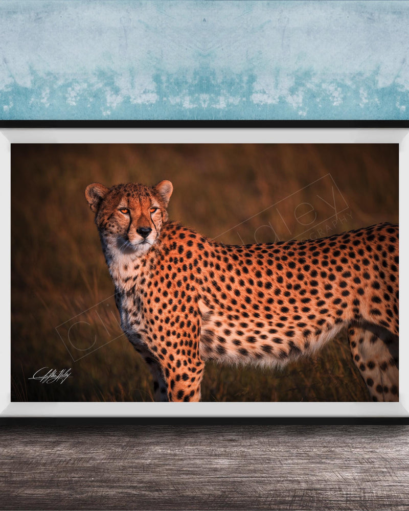 A cheetah standing in a grassy field, its distinctive spotted coat and alert posture captured in a framed photograph.