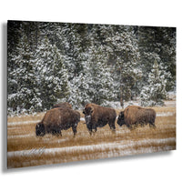 A group of bison grazing in a snowy field with snow-covered trees in the background.