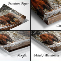 The image is a collage of four photographs depicting a bison in various settings, including a snowy landscape and a wooded area.