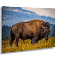 A large brown buffalo with curved horns is walking through a field of tall grass, with mountains visible in the background.