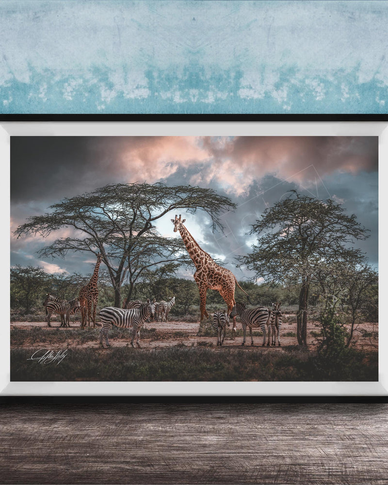 A framed photograph depicting a group of giraffes and zebras in a natural setting, with a cloudy sky in the background.