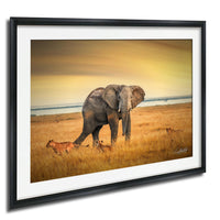 A large elephant stands in a grassy field, with a lion and other animals visible in the background.