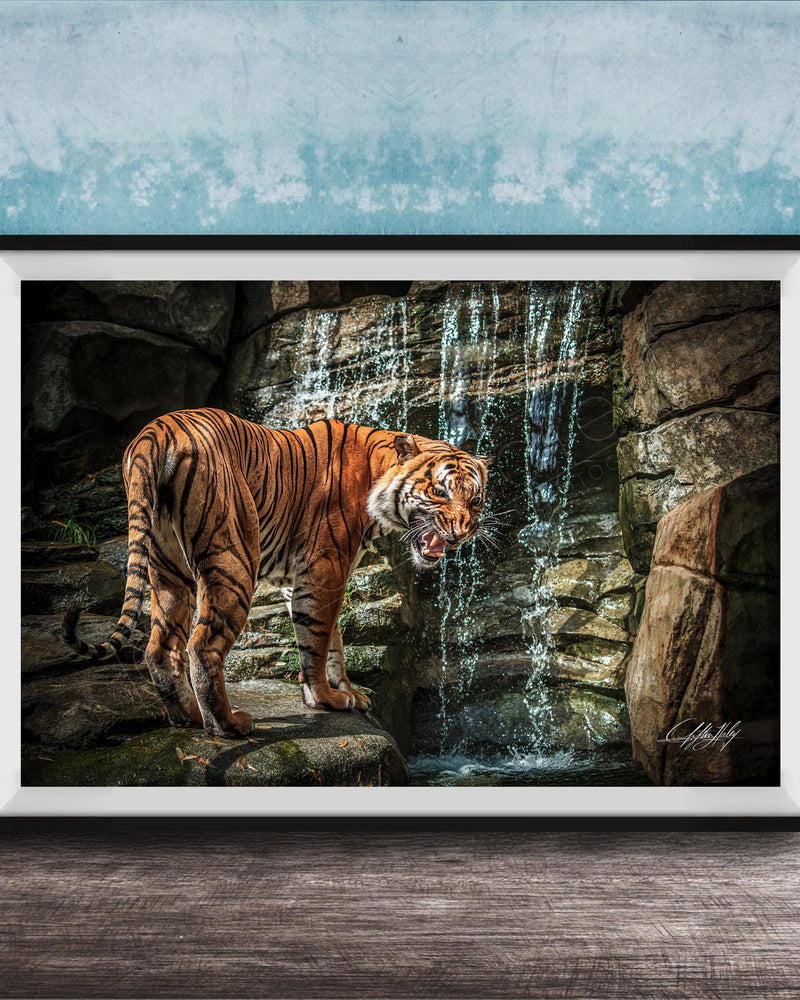 A tiger standing on rocks near a waterfall, with its mouth open and appearing to be growling.