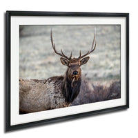 A large elk with large antlers stands in a field, facing the camera.