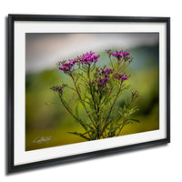 A framed photograph of a cluster of purple flowers in a natural setting.