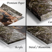 The image is a collage of four photos depicting a brown bear in different settings, including a forest and a snowy landscape.