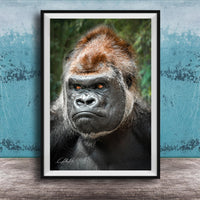 gorilla photography, silverback wall art, uganda jungle print, wildlife fine art, african nature decor, primate photo art, rainforest wall decor, safari home artwork, jungle wildlife print, gorilla portrait art, bwindi forest photo, african wilderness decor, nature lover gift, travel wall art, exotic wildlife image