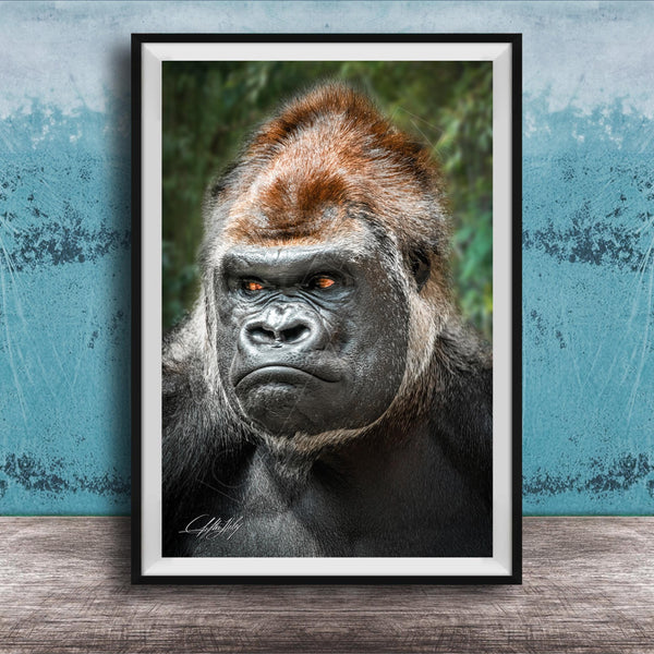 gorilla photography, silverback wall art, uganda jungle print, wildlife fine art, african nature decor, primate photo art, rainforest wall decor, safari home artwork, jungle wildlife print, gorilla portrait art, bwindi forest photo, african wilderness decor, nature lover gift, travel wall art, exotic wildlife image