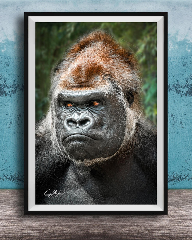 gorilla photography, silverback wall art, uganda jungle print, wildlife fine art, african nature decor, primate photo art, rainforest wall decor, safari home artwork, jungle wildlife print, gorilla portrait art, bwindi forest photo, african wilderness decor, nature lover gift, travel wall art, exotic wildlife image