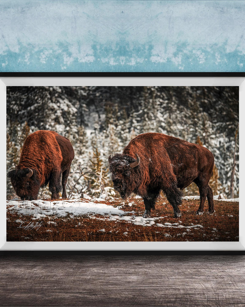 Two brown bison grazing in a snowy field with trees in the background.