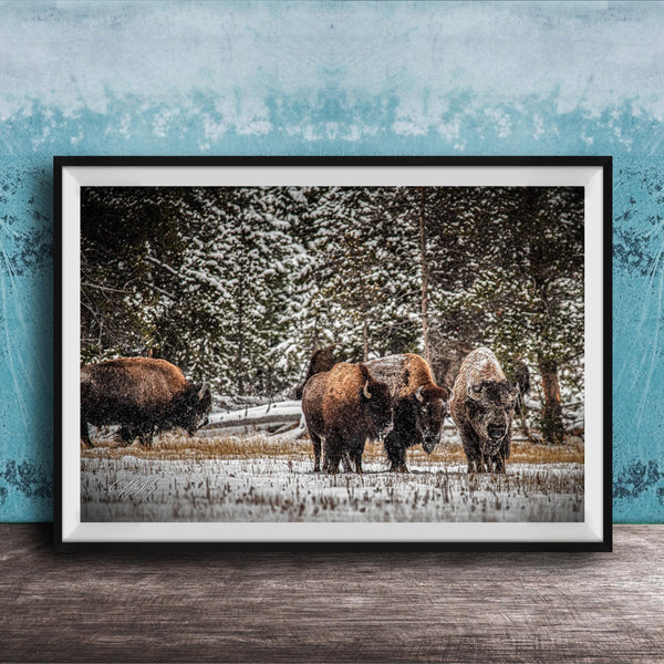 A group of bison standing in a snowy field, surrounded by trees and a blue wall.