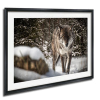 A gray wolf stands in a snowy forest, its gaze fixed on the camera.