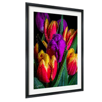 A framed photograph of a vibrant bouquet of tulips with dew drops on their petals, creating a colorful and lively scene.