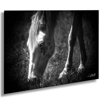 A black and white photograph of a horse grazing in a field, with its head lowered towards the grass.