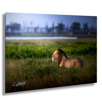 Lion Wildlife Wall Art | Maasai Mara Safari Boho Print Decor