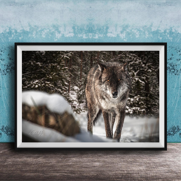 A gray wolf stands in a snowy forest, its eyes focused and alert.