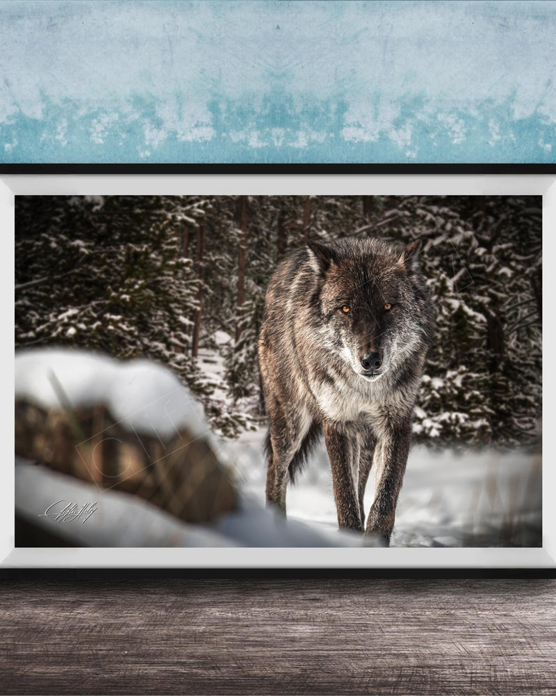 A gray wolf stands in a snowy forest, its eyes focused and alert.