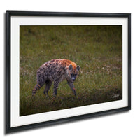 This fine art wildlife photograph captures a striking moment in the Maasai Mara, where a lone hyena pauses mid-step and meets the viewer with a powerful, unforgettable gaze. Often misunderstood, the hyena represents intelligence, resilience, and survival within the African safari ecosystem. This piece is perfect for collectors who appreciate raw, authentic wildlife moments and want to bring depth, character, and conversation into their home or office décor.