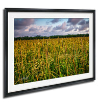 A framed photograph of a vast field of tall, golden-yellow grass against a cloudy sky.