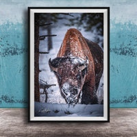 A large brown bison with a snowy head and horns stands in a snowy forest, surrounded by snow-covered trees and a blue wall.