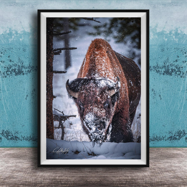 A large brown bison with a snowy head and horns stands in a snowy forest, surrounded by snow-covered trees and a blue wall.