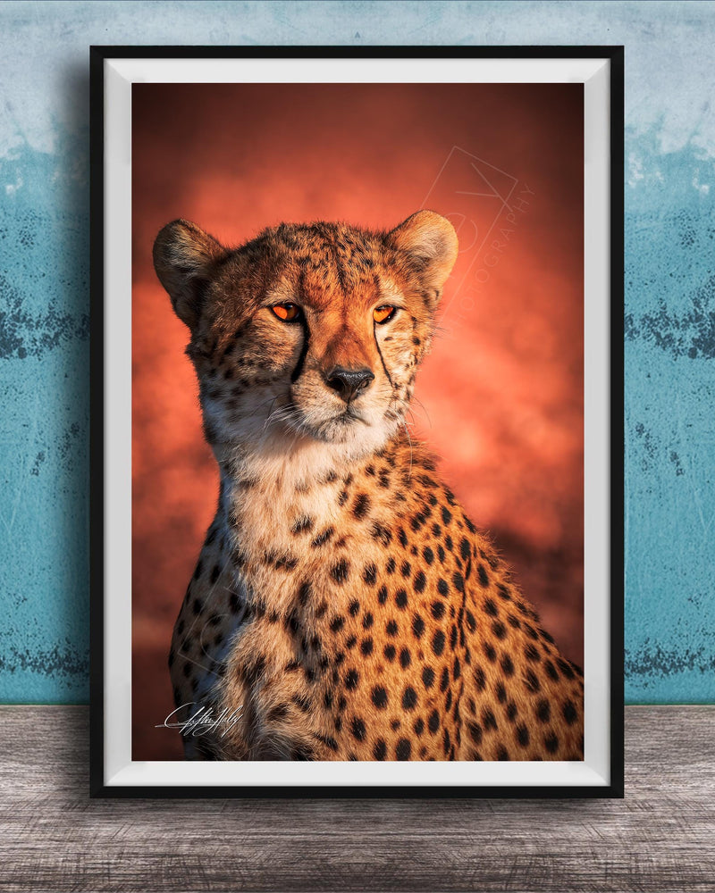 A cheetah with a reddish-orange background, its gaze directed off to the side.