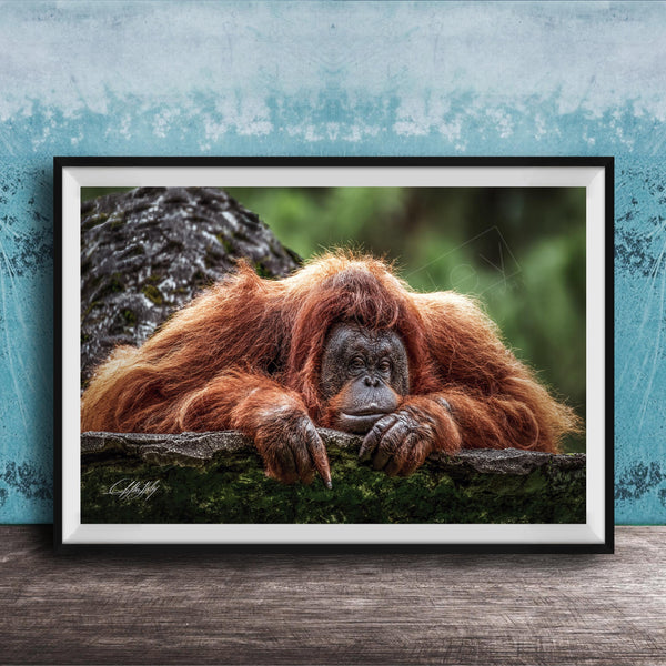A large, reddish-brown orangutan resting on a mossy tree branch, with a blue wall in the background.
